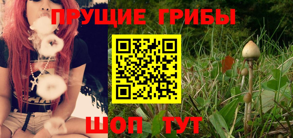 Галлюциногенные грибы Psilocybe Ковров